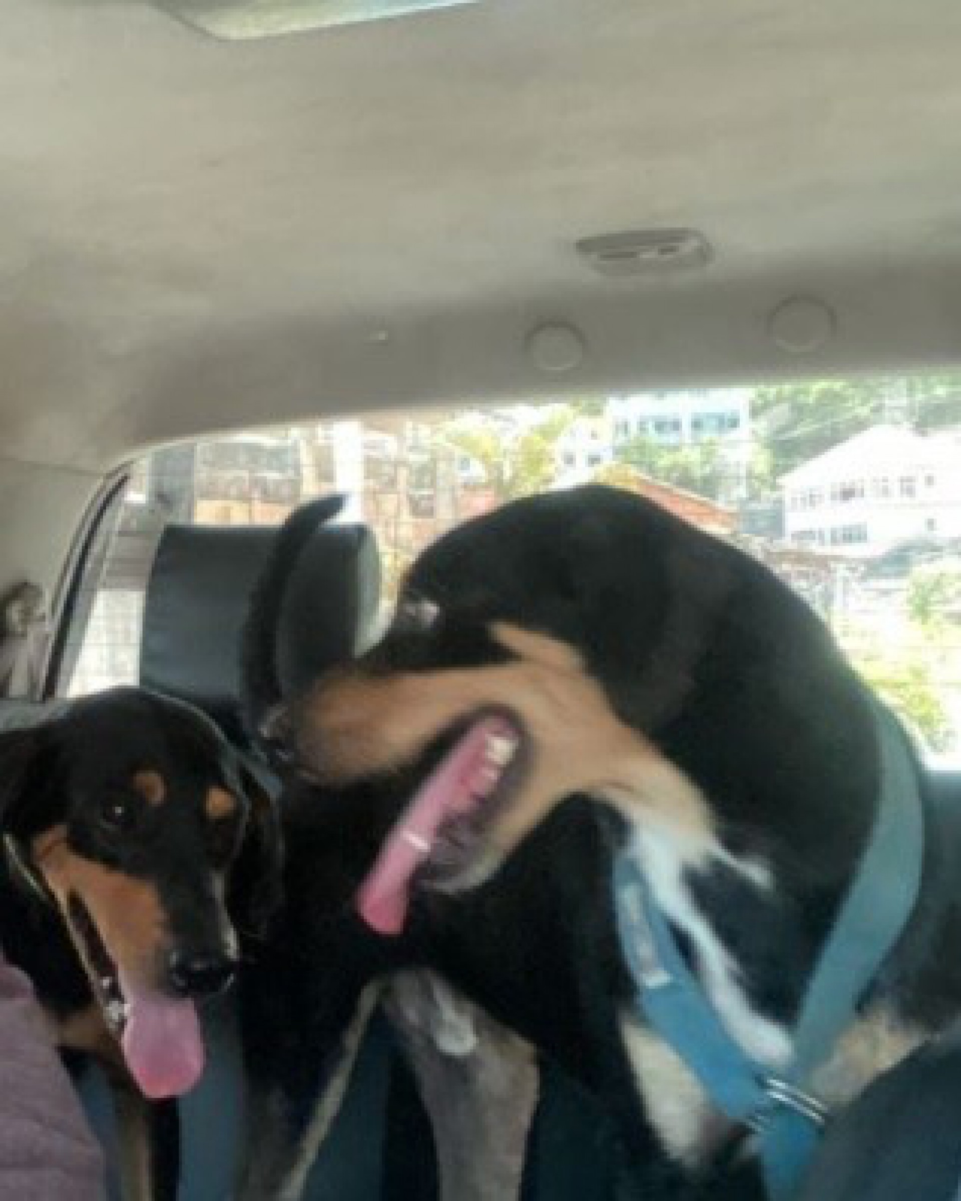 C&atilde;es foram resgatados e ser&atilde;o encaminhados para acolhimento, tratamento veterin&aacute;rio e ado&ccedil;&atilde;o