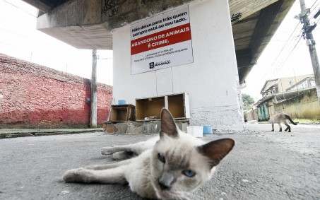 Nova Iguaçu faz campanha de cuidados e bem estar animal
