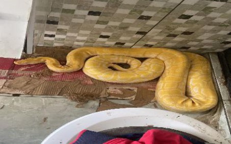 Polícia prende em Nilópolis homem que mantinha cobra Píton em estabelecimento comercial