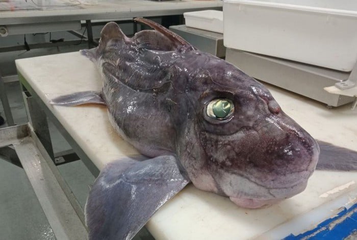 Tubarão-fantasma recém-nascido