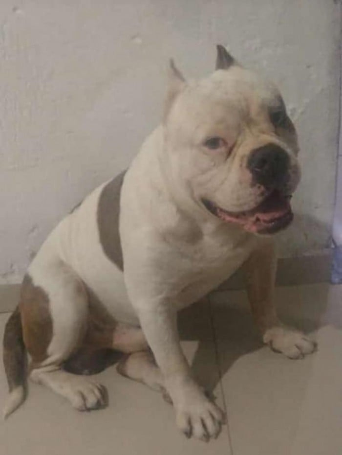 Cachorro da raça American Bully, chamado de Mutante, é morto a facadas por vizinho no bairro Cosmos, Zona Oeste do Rio
