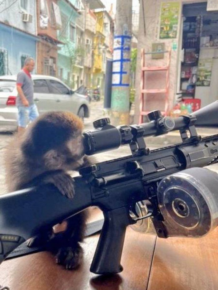 P&aacute;gina publicava fotos de cavalos, cachorros, aves e at&eacute; um mico-le&atilde;o-dourado, esp&eacute;cie amea&ccedil;ada de extin&ccedil;&atilde;o