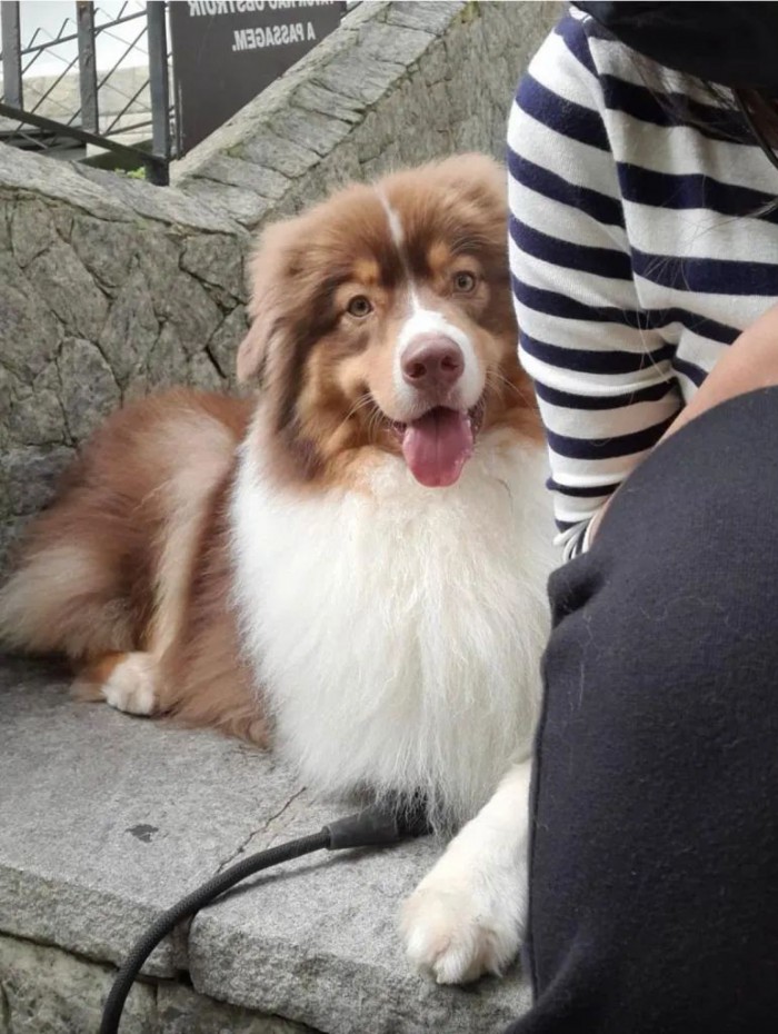 O cão, um pastor australiano chamado Woody, foi encontrado no fim da noite em Laranjeiras