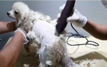 Polícia resgata 134 cães de raça e prende casal por maus-tratos