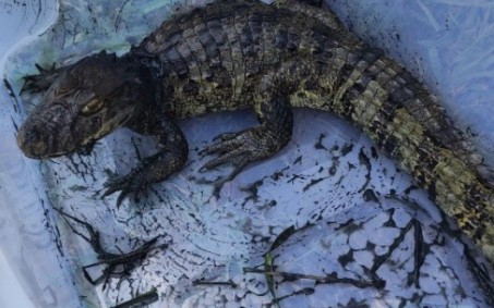 Guarda Ambiental resgata jacaré-do-papo-amarelo em Nova Iguaçu