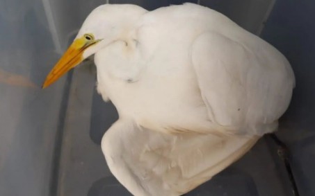 Guarda Ambiental faz resgate de animais silvestres em Nova Iguaçu