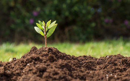 Rio vai produzir localmente mudas para espaços públicos da cidade