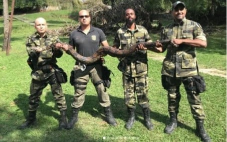 Jiboia de mais de três metros é resgatada em quintal de casa em Nova Iguaçu