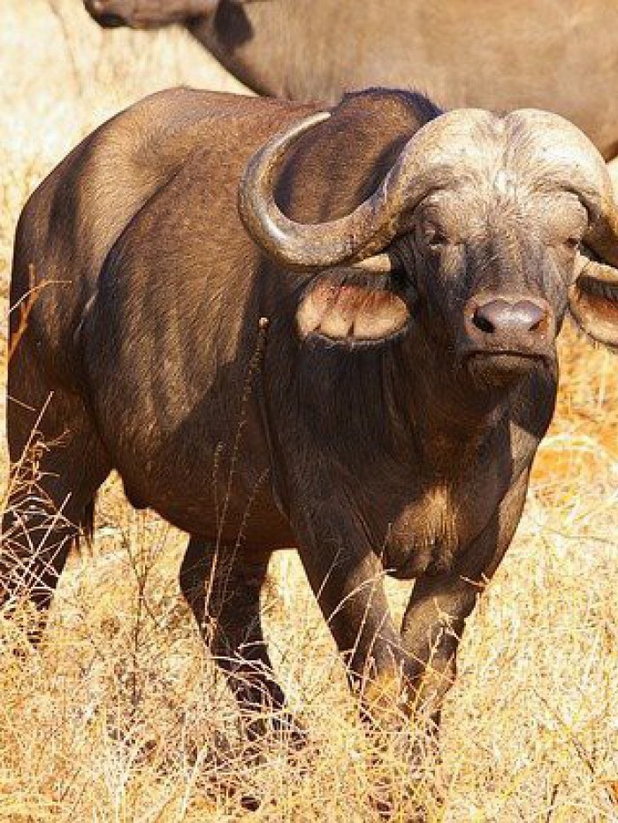 Búfalos e bovinos devem ser vacinados