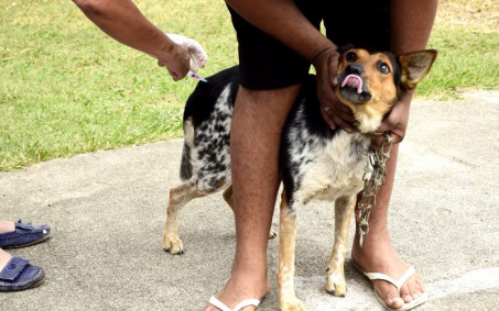 Resende aplica antirrábica em seis bairros neste sábado
