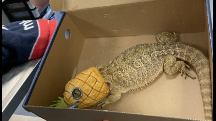 O lagarto, Randy, entalado no abacaxi do Bob Esponja