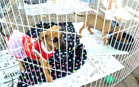 Resende realiza Feira de Adoção de Animais neste domingo