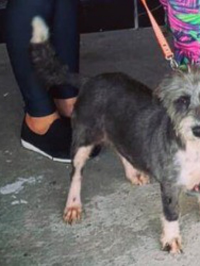 Das quatro feiras realizadas, 27 animais foram adotados