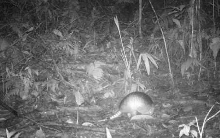 171 espécies foram identificadas no Refúgio de Vida Silvestre de Maricá