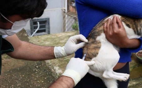 Itatiaia inicia vacinação volante contra raiva animal