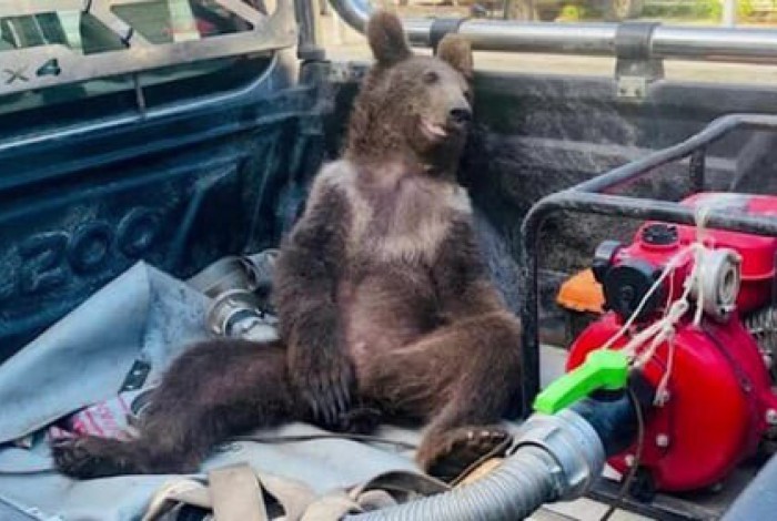 Filhote de urso surpreendeu dono de caminhonete ao ser encontrado agitado e 'choramingando' 