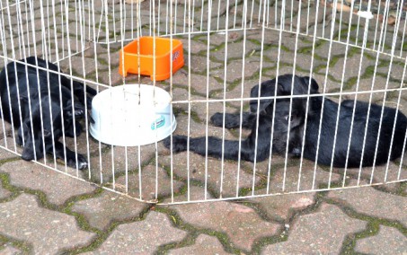 Resende realiza feira de adoção de animais