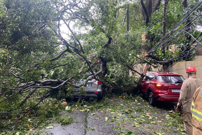 Carros atingidos pela árvore que caiu na Rua Marquês de São Vicente