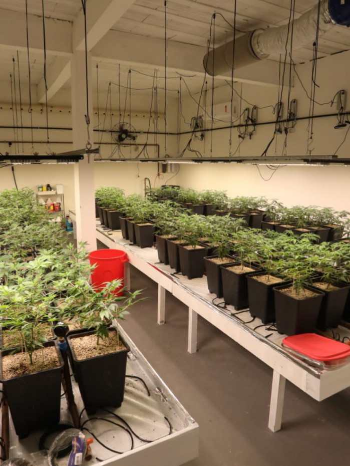 Cultivo de skunk rolava com equipamentos sofisticados numa casa