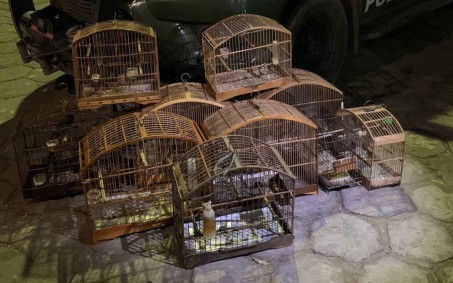 Policiais resgatam 15 aves silvestres em Sumidouro 