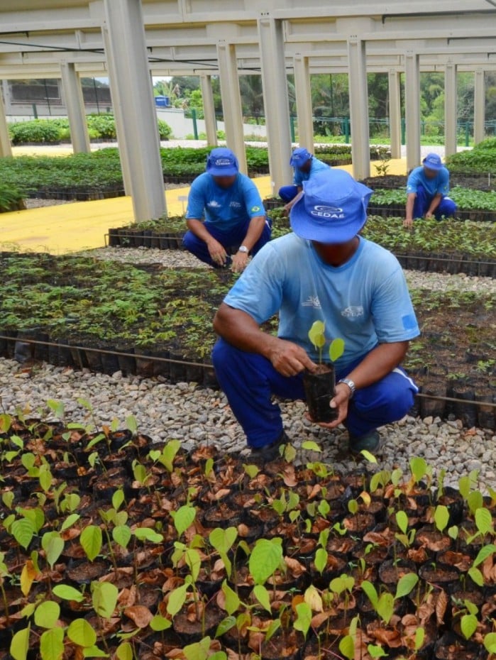 Apenados trabalham no viveiro florestal