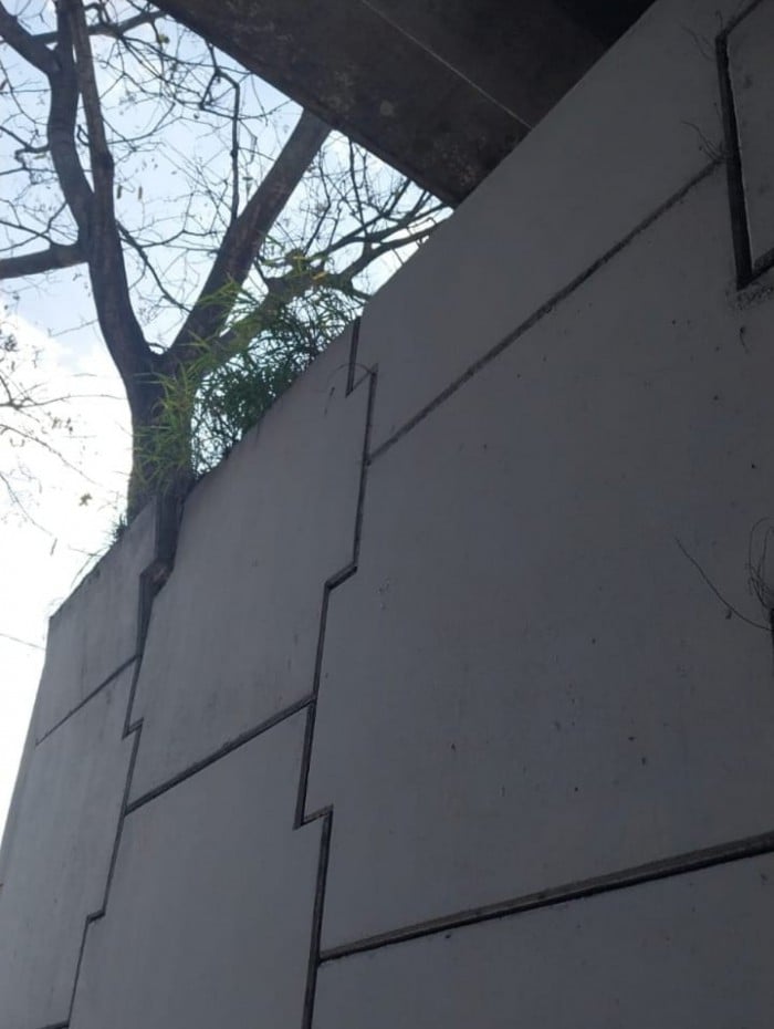 raízes desta árvore estão empurrando essa placa de contenção 