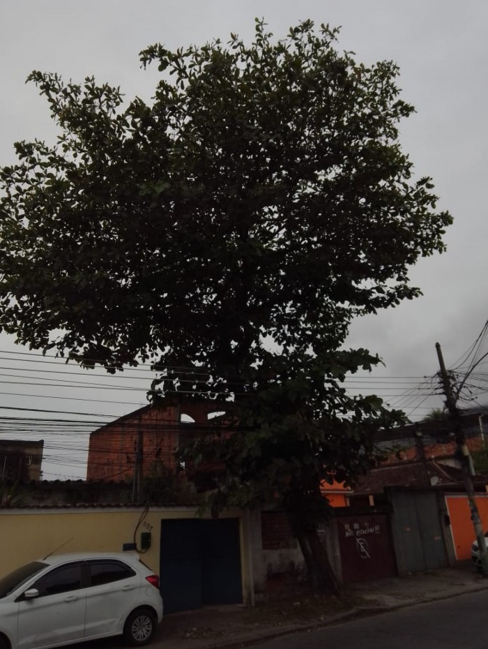 Amendoeira na calçada da Rua Boiobi, em Bangu