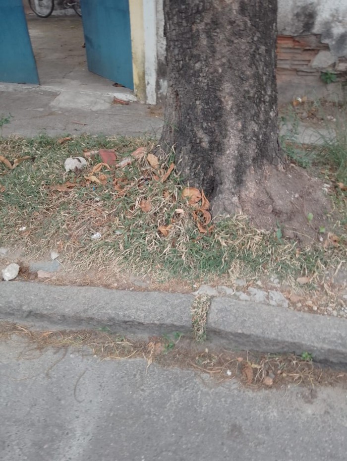 Amendoeira na calçada da Rua Boiobi, em Bangu