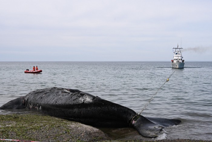 Treze baleias foram encontradas mortas na costa da Patagônia argentina 