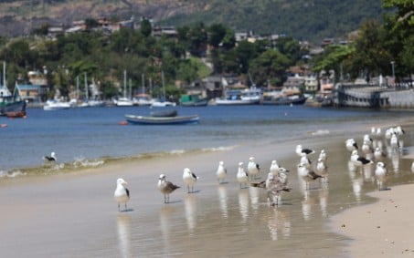 Programa Enseada limpa: Jurujuba tem mapeamento confirmado pela SMA 