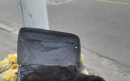 A cada dois dias, um animal sofre por maus-tratos no Rio