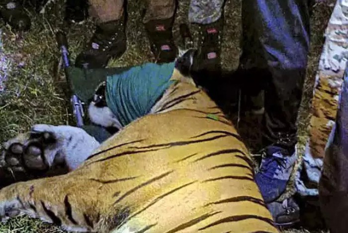 Santuário dos tigres, Índia concentra 70% da população mundial da espécie