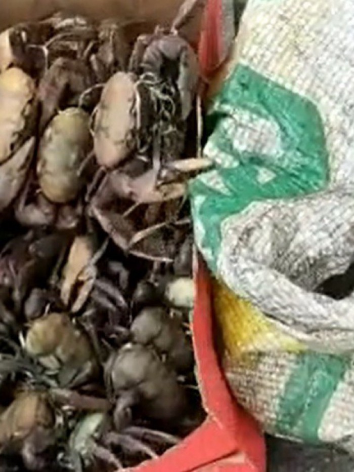 No período de defeso fica proibido a captura e a comercialização desta espécie
