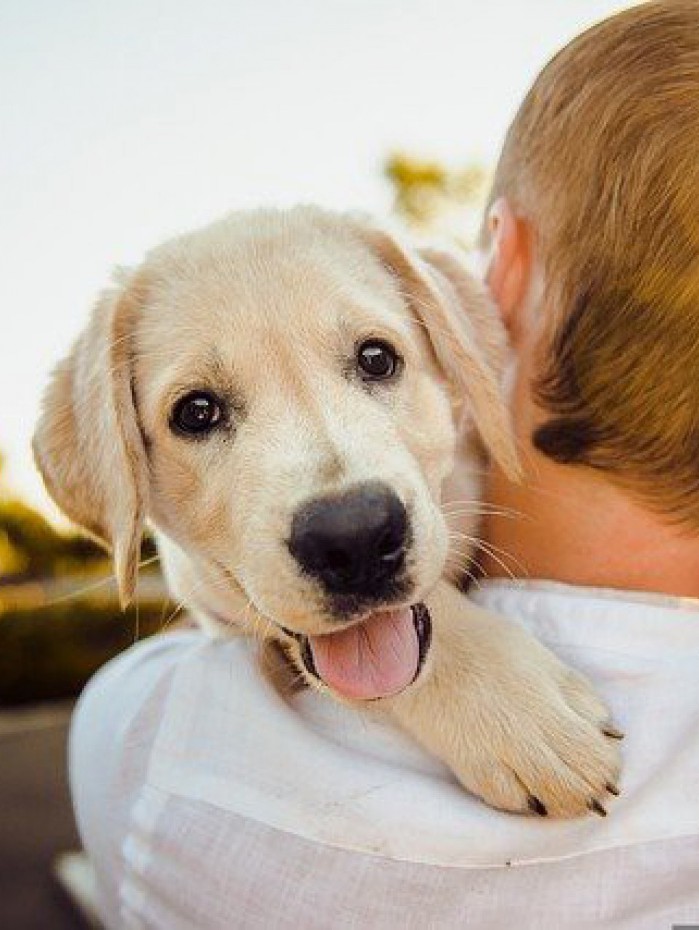 Vacinação antirrábica