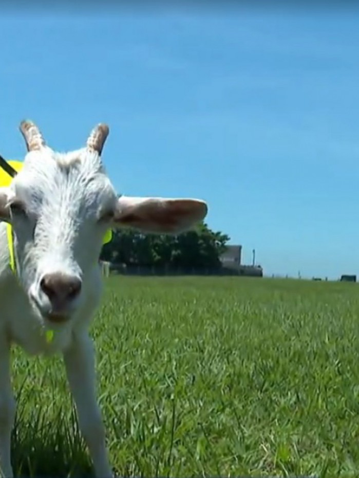 Cabra &eacute; contratada para trabalhar no Aeroporto Internacional Tom Jobim. Estrela passar&aacute; a atuar no aparo da vegeta&ccedil;&atilde;o do terminal e na manuten&ccedil;&atilde;o de outros animais longe da pista de pouso e decolagem