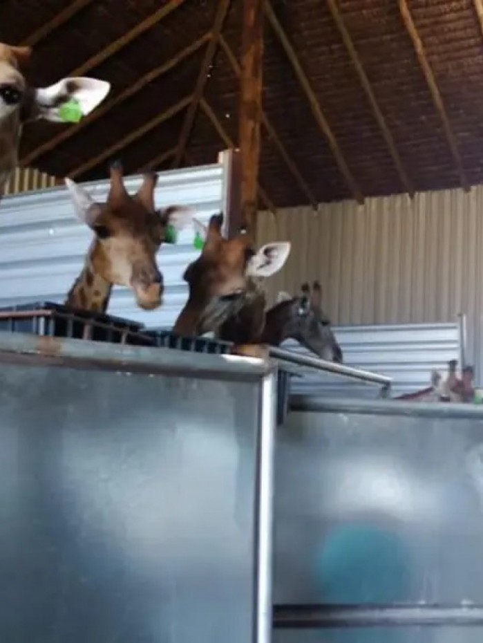 Reprodu&ccedil;&atilde;o