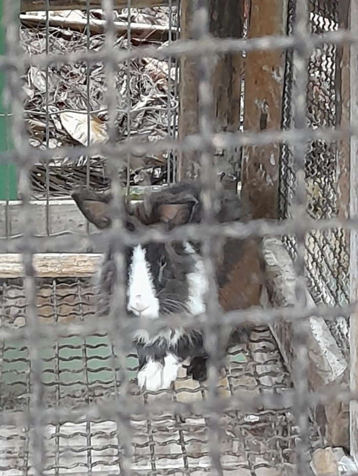 A Secretaria Municipal de Defesa e Proteção Animal encontrou mais de 60 animais em condições degradantes