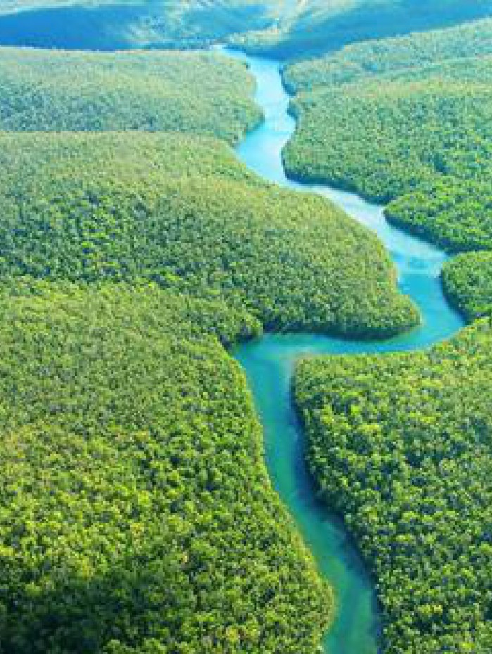 Cobertura vegetal &eacute; chave para a absor&ccedil;&atilde;o do di&oacute;xido de carbono presente na atmosfera