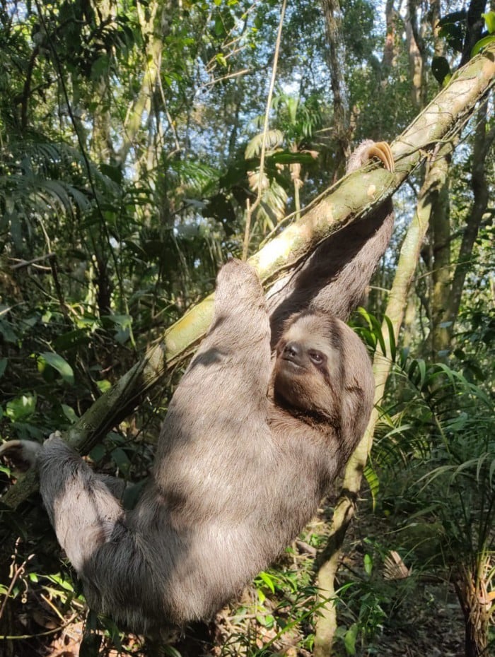 Maior pregui&ccedil;a do Parque &eacute; da esp&eacute;cie pregui&ccedil;a-comum (Bradypus variegatus)