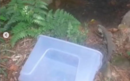 Guarda Ambiental de Nova Iguaçu fez ação de patrulhamento no Parque Natural