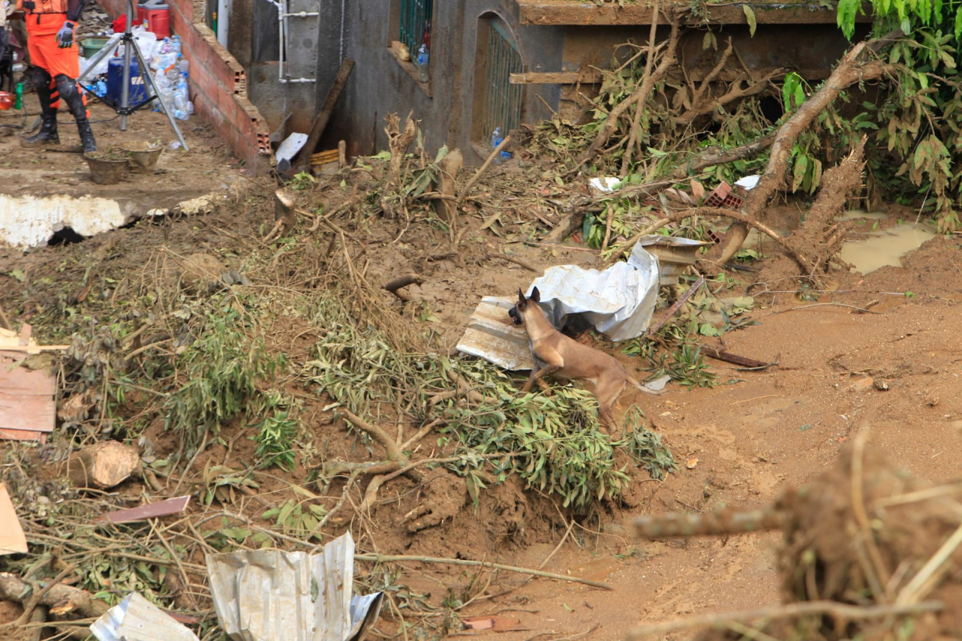 Cães farejadores ajudam na busca dos desaparecidos em desabamento em São Gonçalo - Reginaldo Pimenta / Agência O Dia