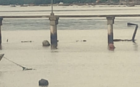 Espécie de ave ressurge na Baía de Guanabara e indica melhoria da qualidade ambiental