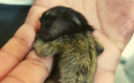 Guarda Ambiental realiza resgate de animais silvestres em Nova Iguaçu