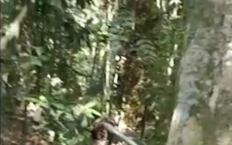 Cobra da espécie Python Ball é solta por engano no Parque Nacional da Tijuca