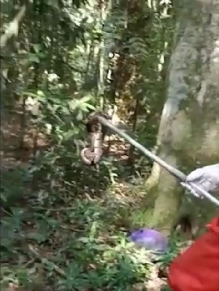 Cobra solta por engano no Parque Nacional da Tijuca é encontrada por um  cachorro e resgatada, Rio de Janeiro