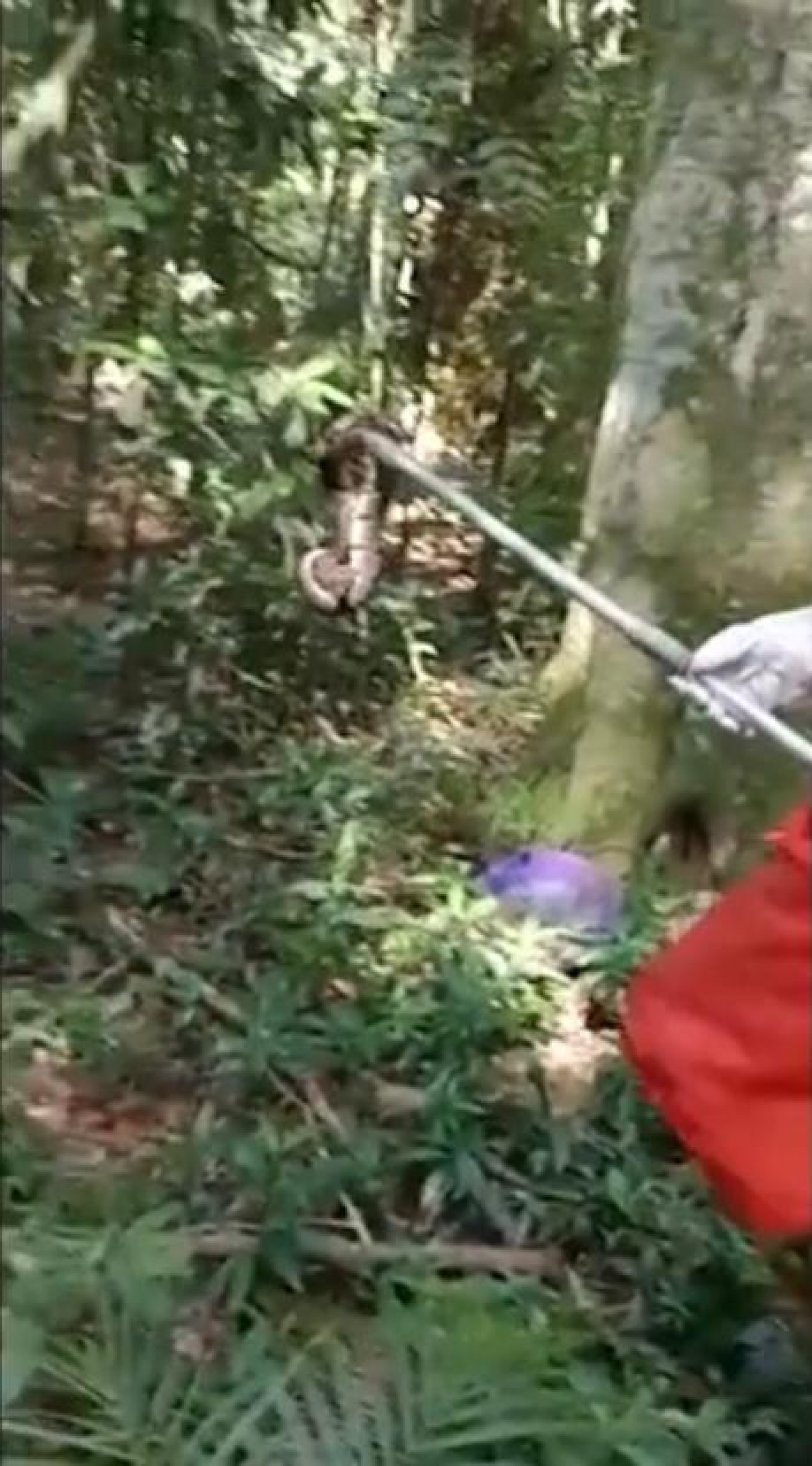 Funcion&aacute;rios do Parque Nacional da Tijuca soltaram, por engano, cobra da esp&eacute;cie Python Ball