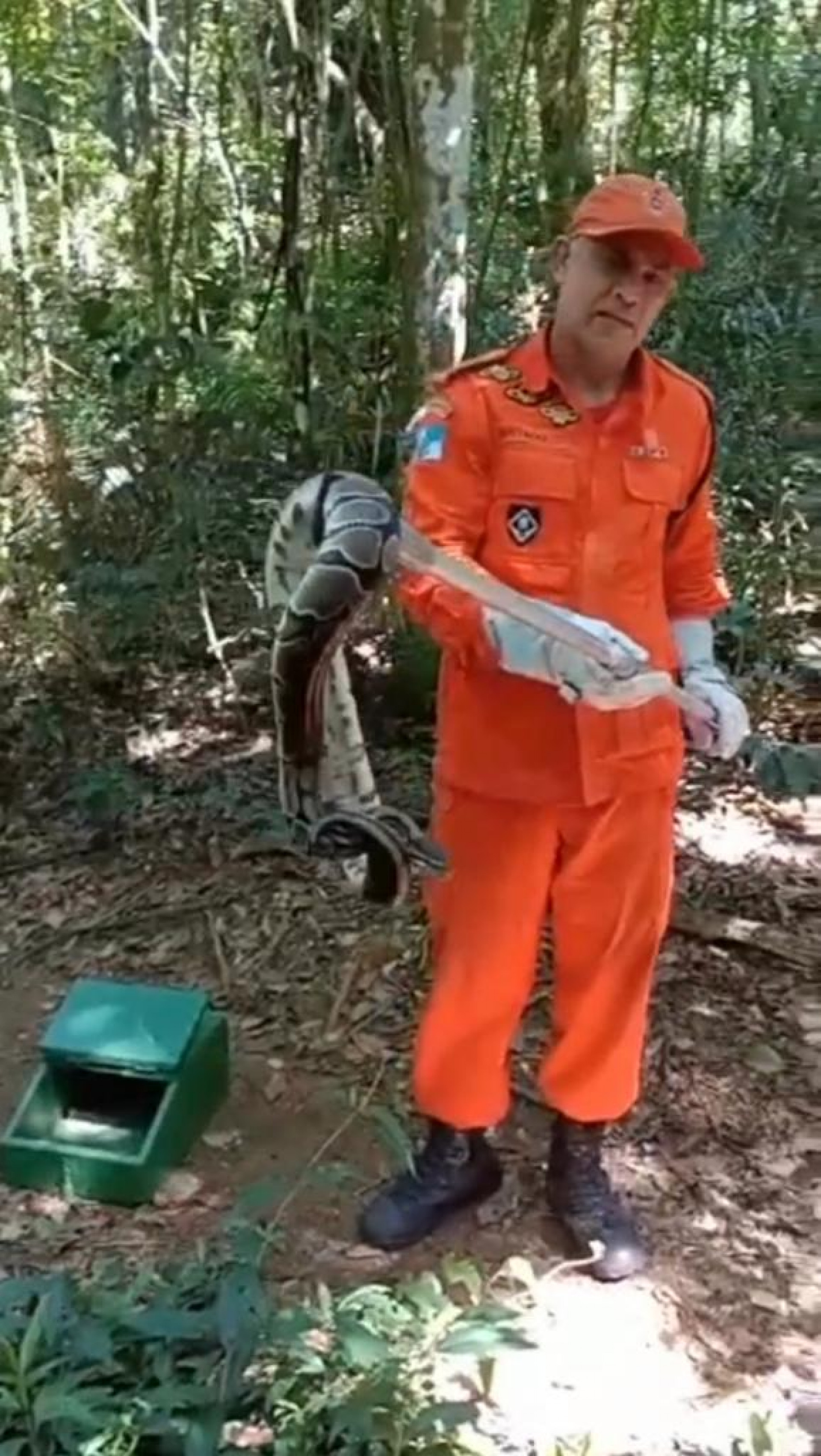 Funcion&aacute;rios do Parque Nacional da Tijuca soltaram, por engano, cobra da esp&eacute;cie Python Ball