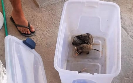 Guarda Ambiental recolhe animais silvestres em área urbana de Nova Iguaçu