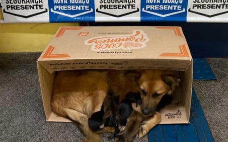 Segurança Presente prende homem por maus tratos a animais em Nova Iguaçu