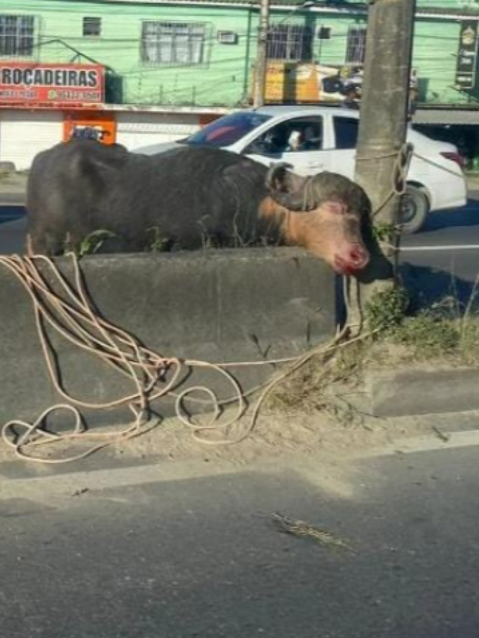 Bufalo em São Gonçalo